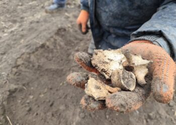 Descoperiri în raionul Anenii Noi: artefacte și rămășițe umane din timpul celui de-al Doilea Război Mondial