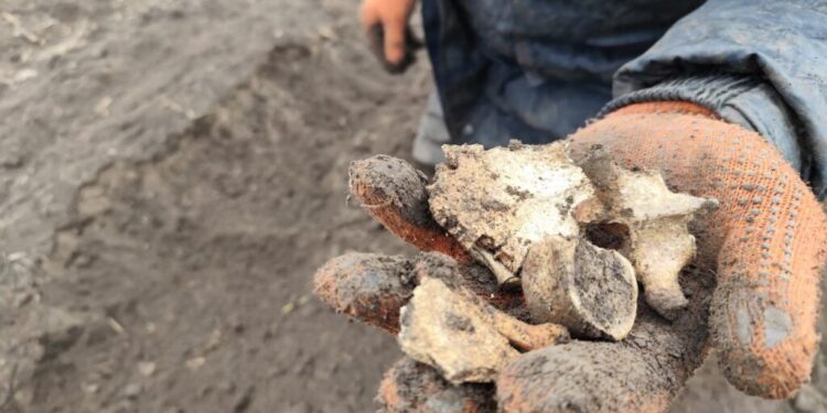 Descoperiri în raionul Anenii Noi: artefacte și rămășițe umane din timpul celui de-al Doilea Război Mondial