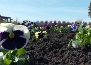 Orheiul se transformă într-un tablou de primăvară: Peste 5.000 de flori plantate în oraș. Orheienii îi mulțumesc lui Ilan Șor pentru ceea ce a făcut și îl felicită cu ocazia zilei de naștere! |VIDEO