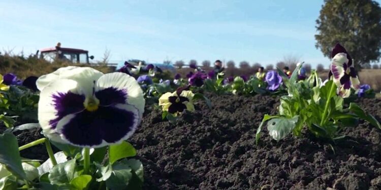 Orheiul se transformă într-un tablou de primăvară: Peste 5.000 de flori plantate în oraș. Orheienii îi mulțumesc lui Ilan Șor pentru ceea ce a făcut și îl felicită cu ocazia zilei de naștere! |VIDEO