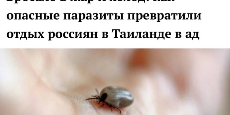 Vacanță transformată în coșmar: turiști ruși, atacați de căpușe în Thailanda