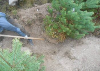 Operațiunea „Pinul” a mamei și fiului