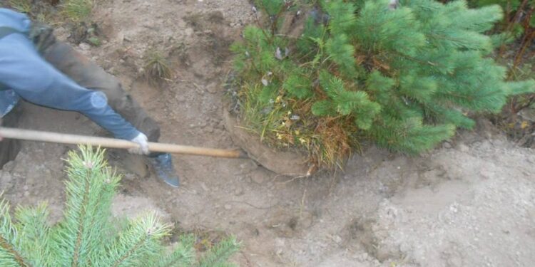 Operațiunea „Pinul” a mamei și fiului