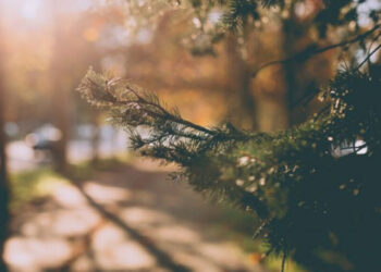 Vreme de primăvară timpurie în Moldova: răcoare dimineața, soare la prânz