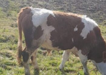 Moarte tragică în Taraclia: Un bărbat a decedat lovit de vițel