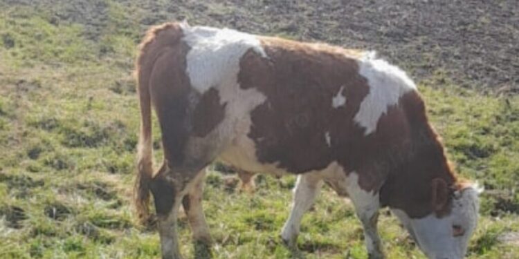 Moarte tragică în Taraclia: Un bărbat a decedat lovit de vițel