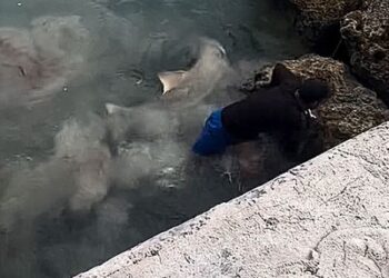 Pescar din Florida Keys cade pe un rechin și supraviețuiește miraculos