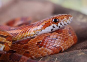 VIDEO Panică într-un tren în Italia din cauza unui șarpe. Incidentul a dat peste cap traficul feroviar câteva ore