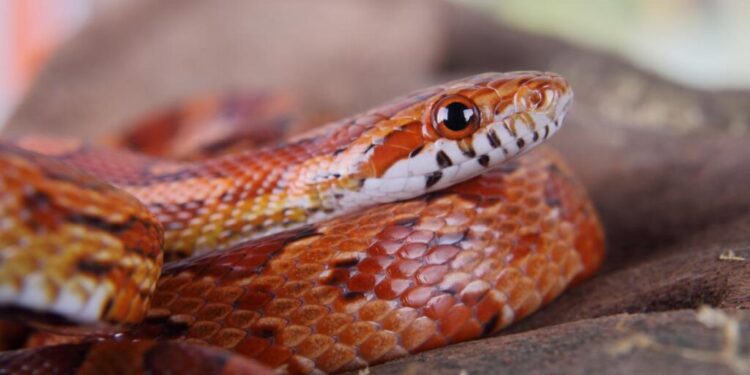 VIDEO Panică într-un tren în Italia din cauza unui șarpe. Incidentul a dat peste cap traficul feroviar câteva ore