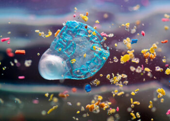 Microplasticele împiedică fotosinteza plantelor, potrivit unui nou studiu. Milioane de oameni, în pericol de foamete