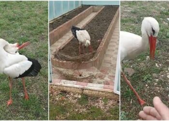 Cocostârcul Joric și stăpânul său: o poveste de suflet care a cucerit internetul