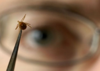 Atenție la căpușe: Recomandări pentru prevenirea mușcăturilor în sezonul cald