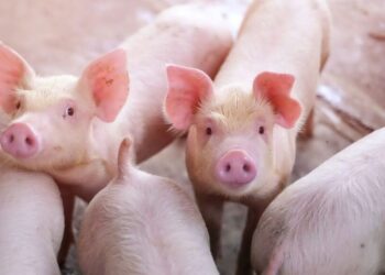 Moldova se confruntă cu noi focare de pestă porcină africană și continuă să importe animale: Activistul Vasile Costiuc acuză scheme politice