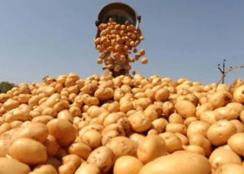 Cartofii autohtoni, tot mai rari și mai scumpi pe piețele din Moldova: Ce spun fermierii și autoritățile |VIDEO