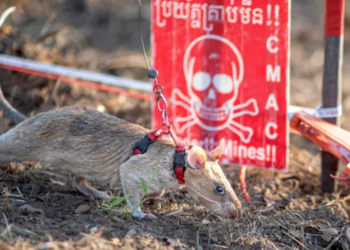 Șobolanul Ronin stabilește un nou record mondial în Cambodgia