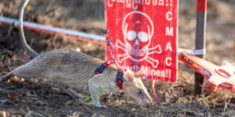 Șobolanul Ronin stabilește un nou record mondial în Cambodgia