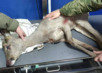 Incident neobișnuit în Transnistria: Căprioară blocată într-un gard, salvată de salvatori