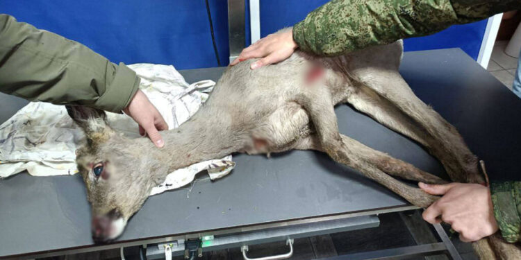 Incident neobișnuit în Transnistria: Căprioară blocată într-un gard, salvată de salvatori