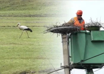 Un localnic a construit un cuib rezistent pentru cocostârci