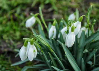 Vreme Stabilă cu Cer Variabil și Ploi Ușoare în Sud