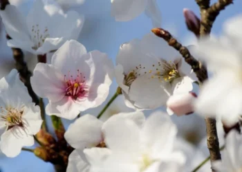 Un început călduros de săptămână, cu puțină ceață