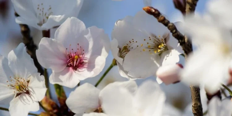 Un început călduros de săptămână, cu puțină ceață