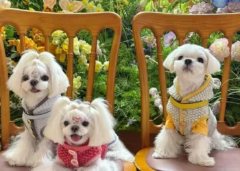 Femeie din China cheltuie 280.000 de dolari pe hainele câinilor săi