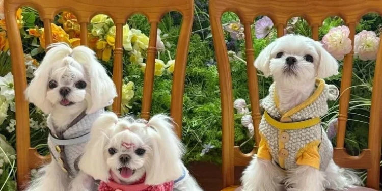 Femeie din China cheltuie 280.000 de dolari pe hainele câinilor săi