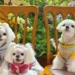 Femeie din China cheltuie 280.000 de dolari pe hainele câinilor săi