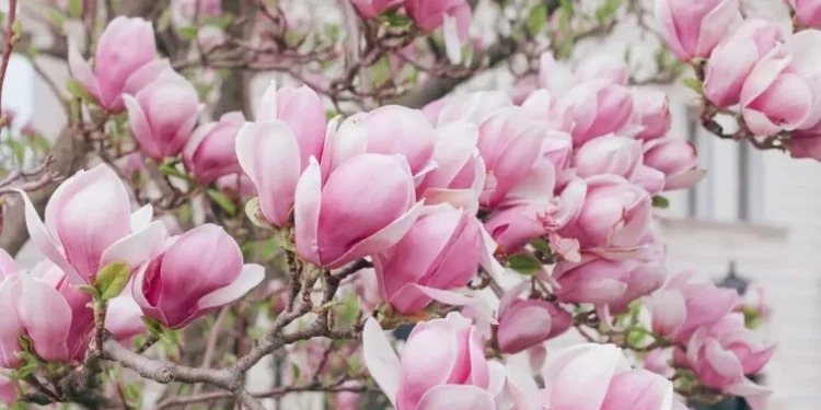 Vreme caldă și vânt moderat în toată țara