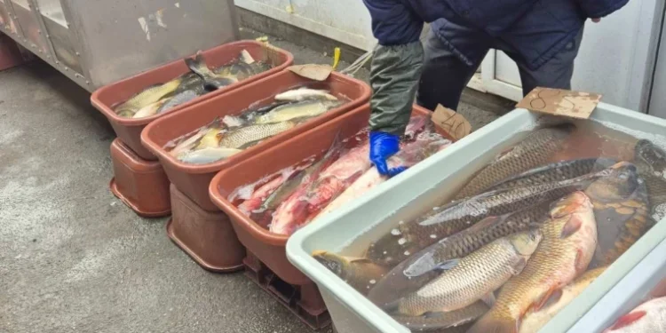 ANSA a aplicat 38 de sancțiuni în urma controalelor la vânzarea peștelui viu