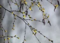 Vreme schimbătoare și temperaturi blânde în toată țara