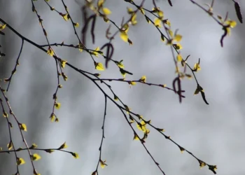 Vreme schimbătoare și temperaturi blânde în toată țara