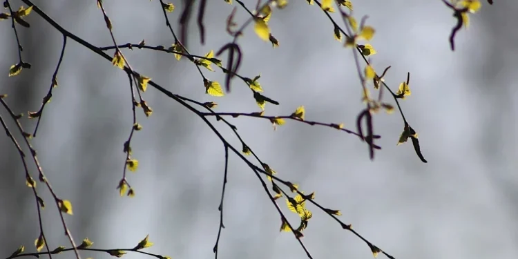 Vreme schimbătoare și temperaturi blânde în toată țara