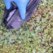 Tentativă de trecere ilegală a frontierei dejucată de polițiștii de frontieră