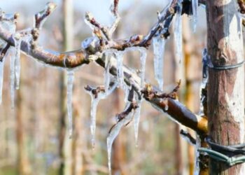 „Am pierdut toată recolta de caise și cireșe”. Înghețurile au afectat 80% dintre pomii din nordul Moldovei