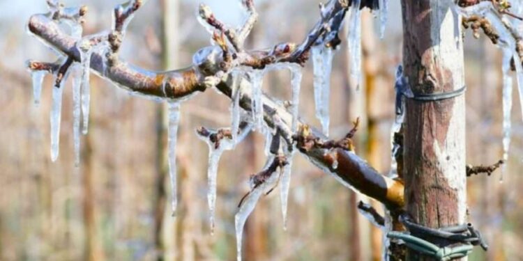 „Am pierdut toată recolta de caise și cireșe”. Înghețurile au afectat 80% dintre pomii din nordul Moldovei