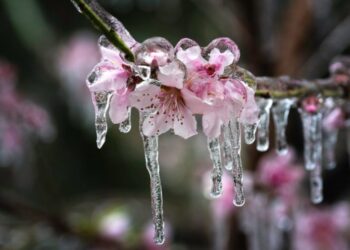 Culturile pomicole și de câmp, în pericol! Autoritățile anunță care sunt măsurile de prevenire a înghețurilor