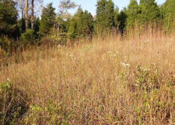 Noile prevederi ale Codului Funciar: Terenurile neutilizate din Moldova vor putea fi date în chirie forțat