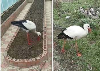 Barza Jorik a cucerit internetul cu inteligența și prietenia sa