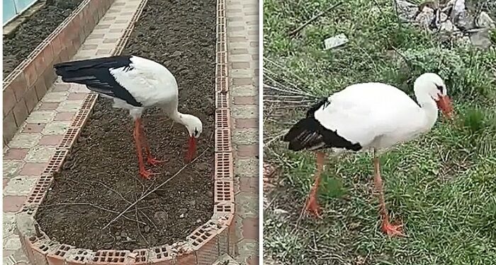 Barza Jorik a cucerit internetul cu inteligența și prietenia sa